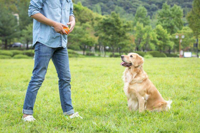 训犬理论基础